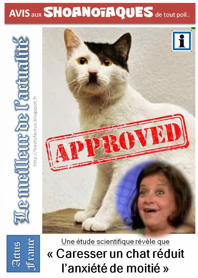 Chat istres